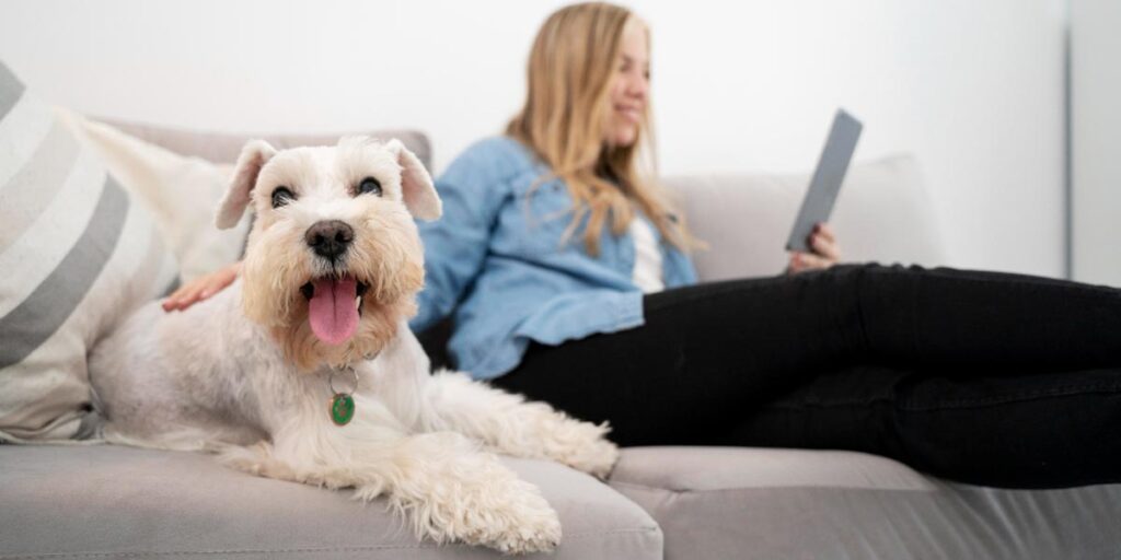 Las mascotas en el hogar pueden ser un foco de alergias. Cepilla a diario tu mascota y lava con frecuencia su cama y textiles